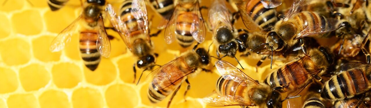 Honigbienen